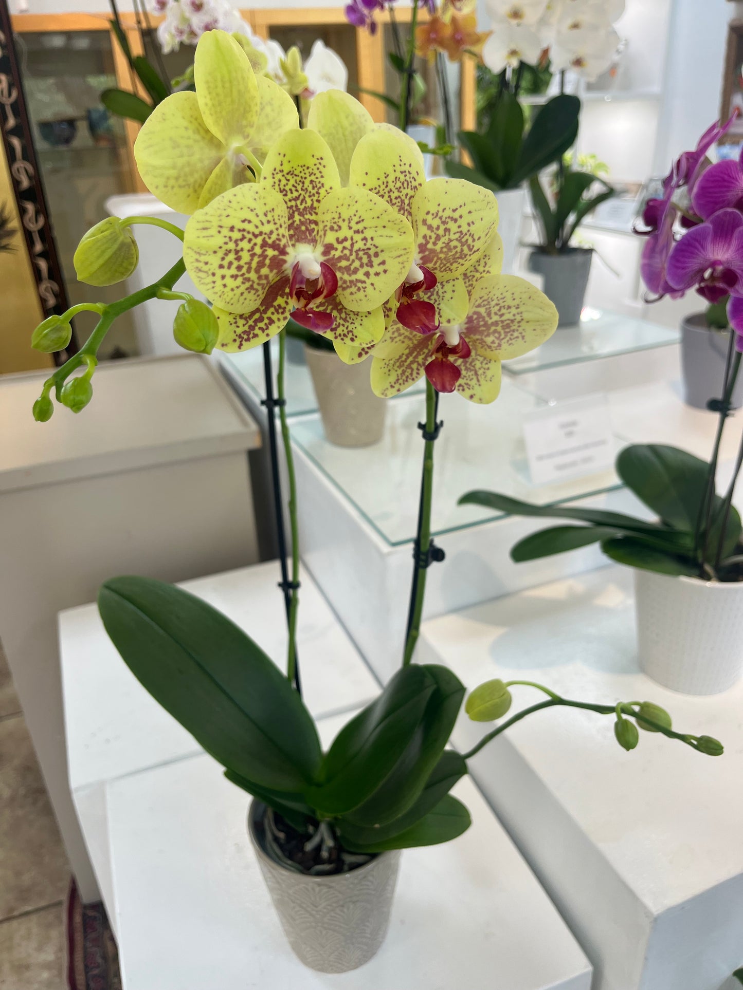 Orchids Yellow
