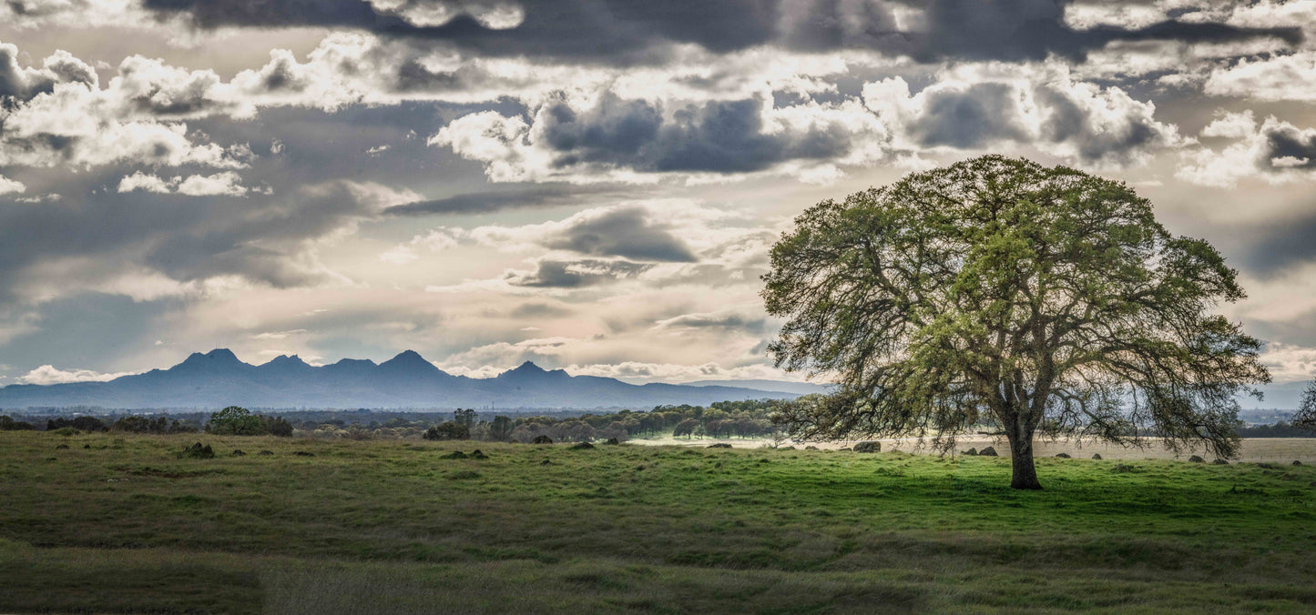 Oak and Sutter Buttes - Metal Print | by Jonathan Beth