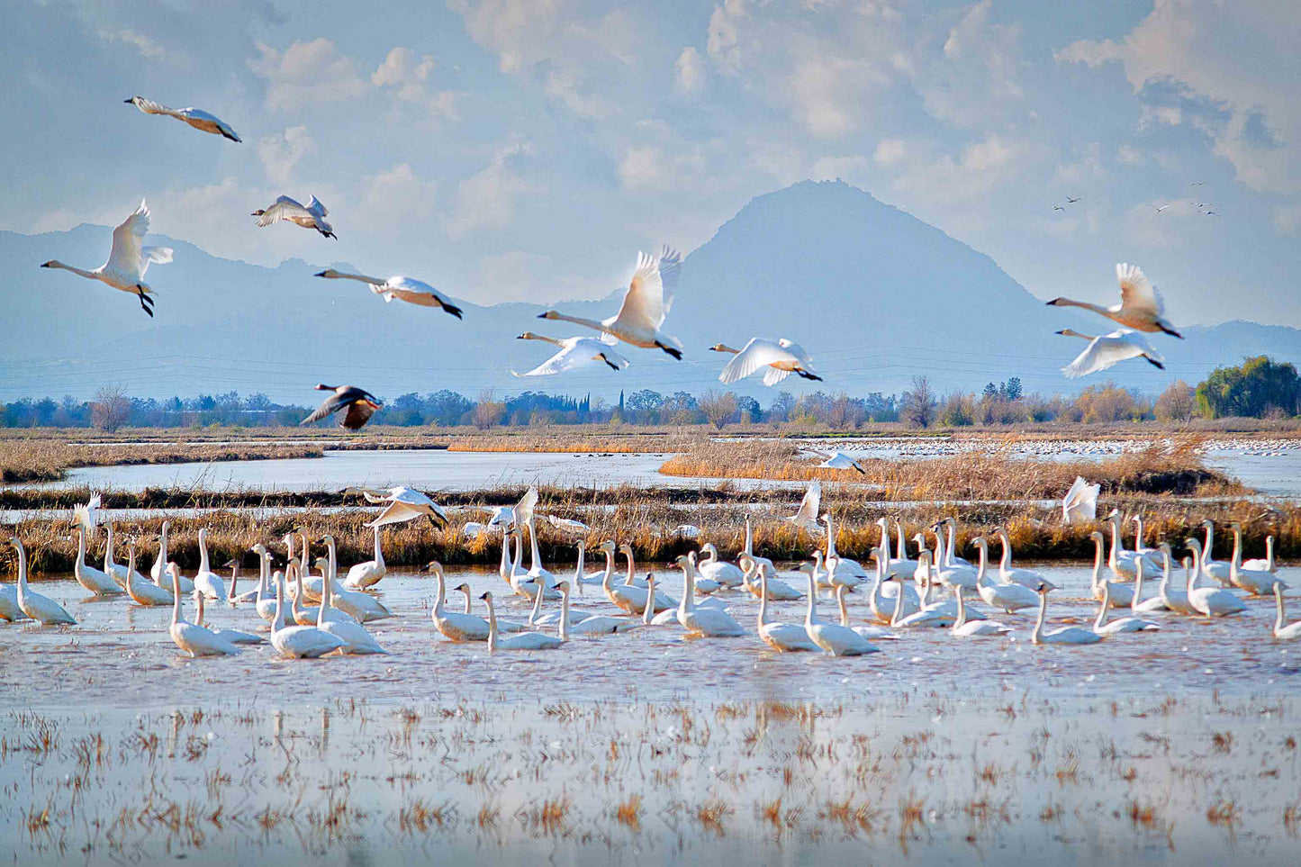 Snow Geese - Framed Print | by Jonathan Beth