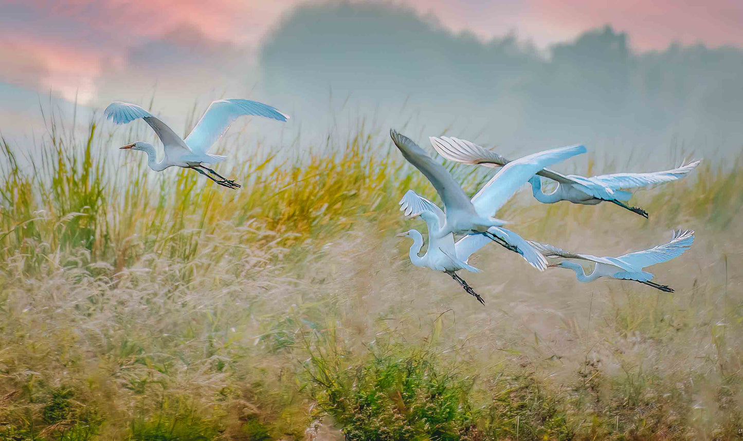 Egret Flying - Framed Print | by Jonathan Beth