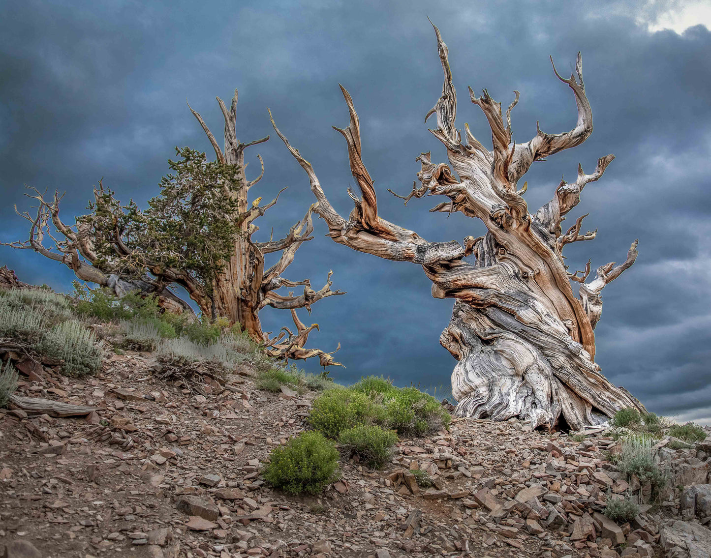 Bristlecone Pine - Metal Print | by Jonathan Beth