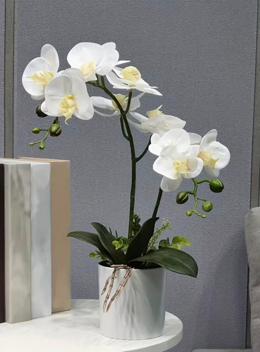 Orchids White