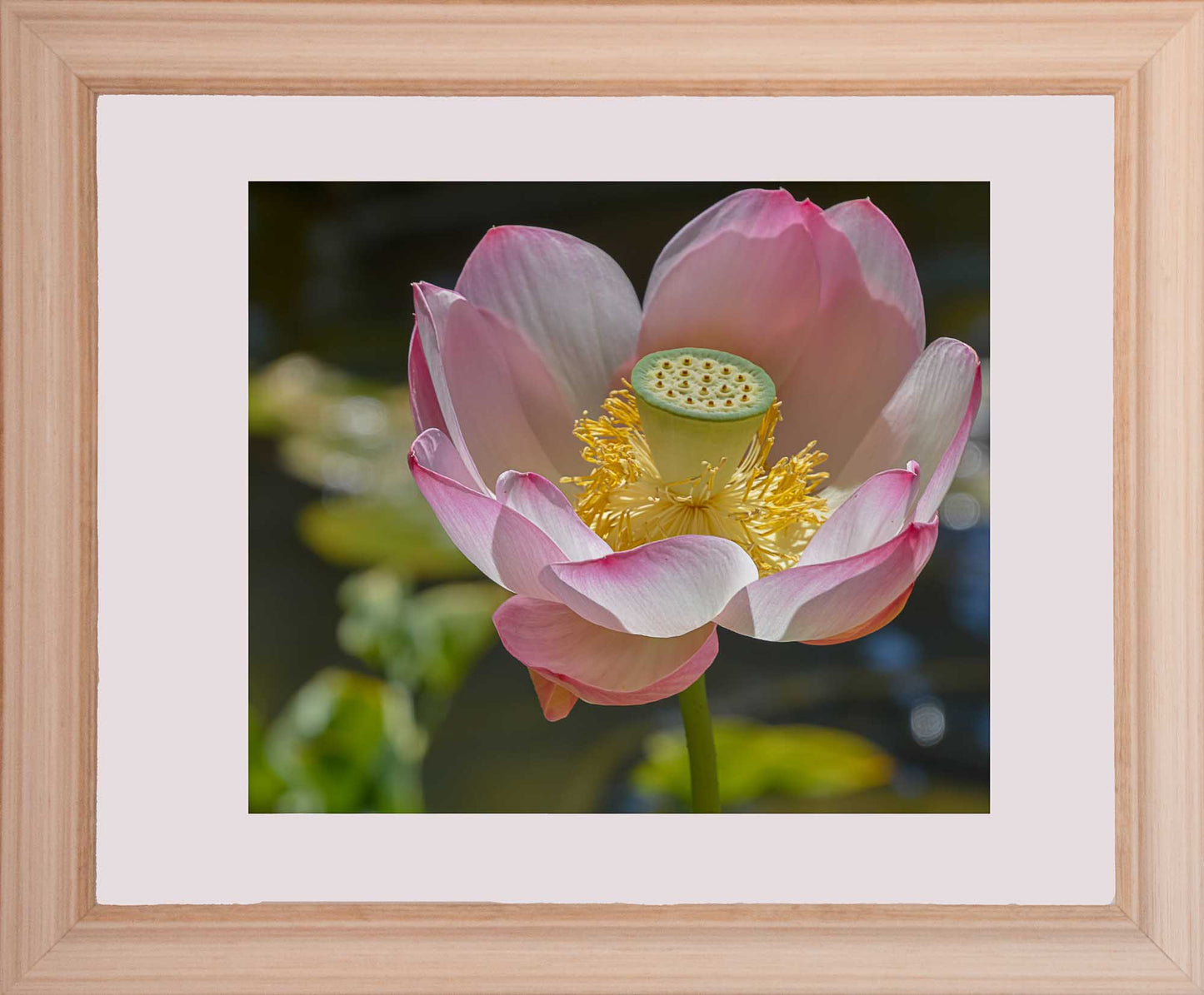 Water Lily 2 - Framed Print | by Jonathan Beth