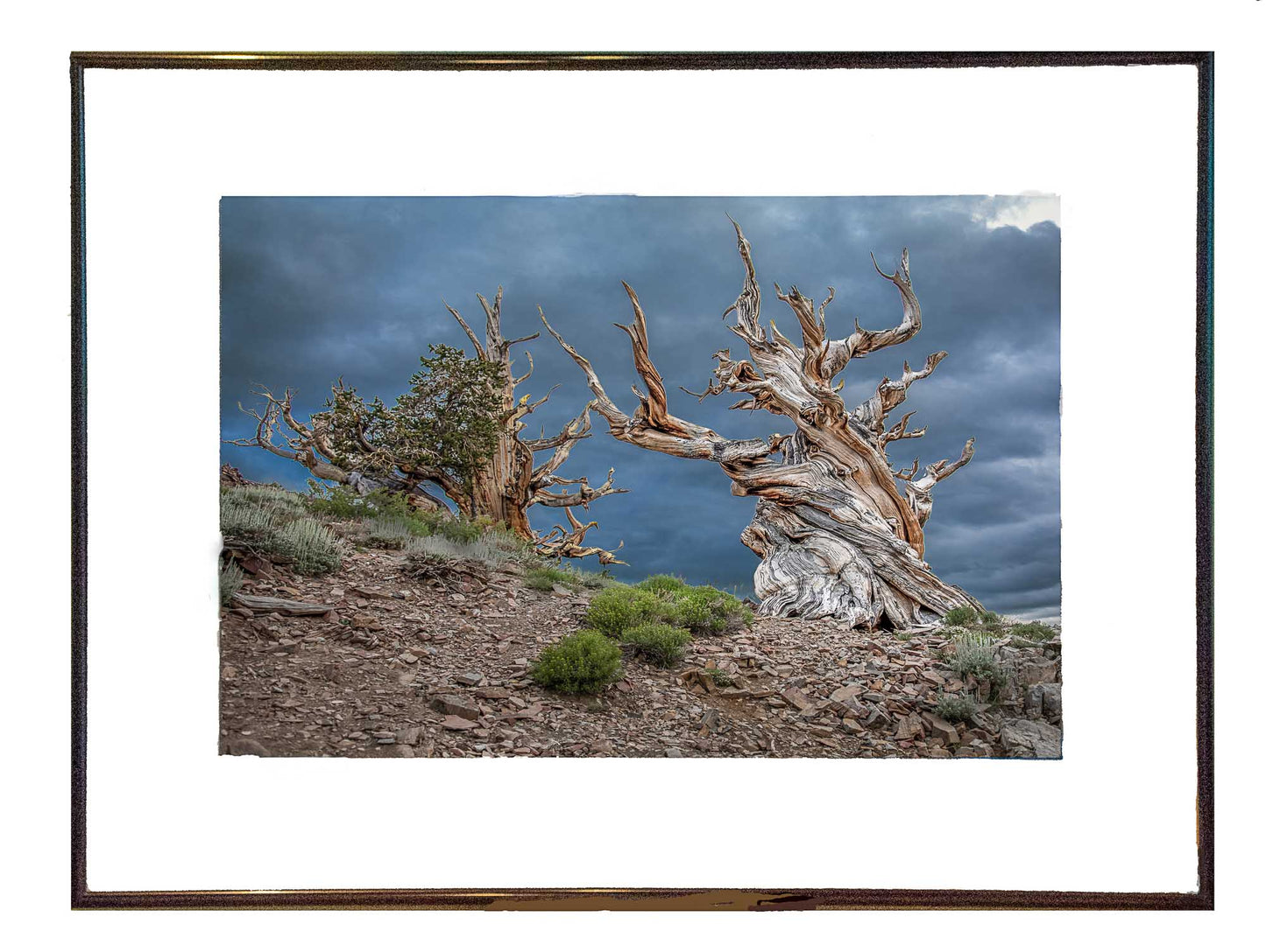 Bristlecone Pine - Framed Print | by Jonathan Beth
