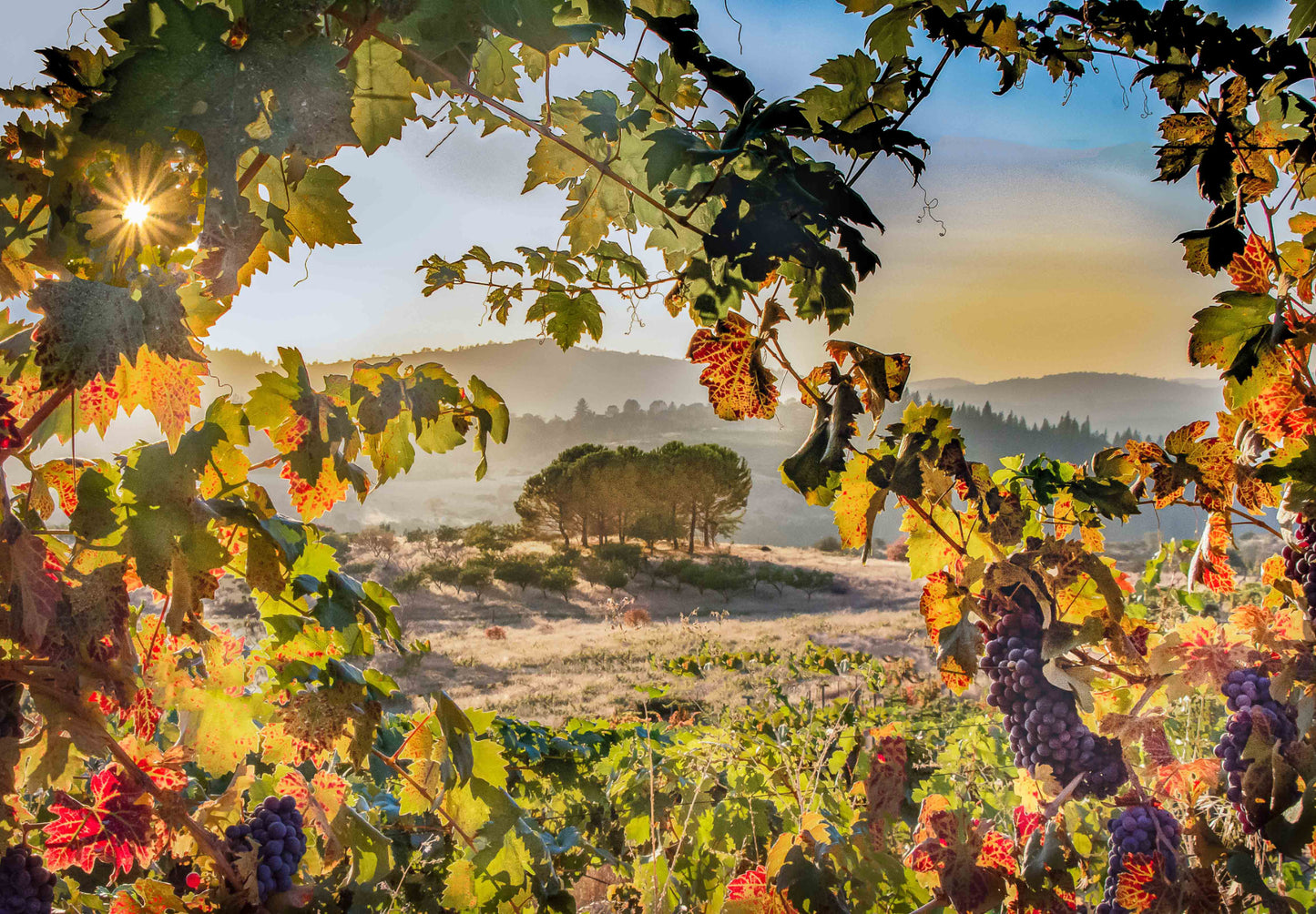 Vineyard Sunset - Framed Print | by Jonathan Beth